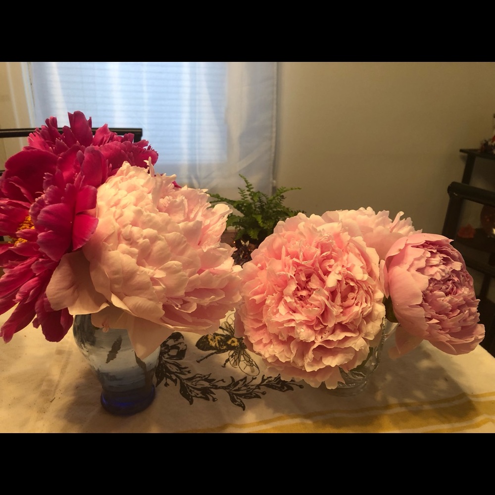 Meet your Posher, Aurora